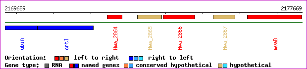gene map