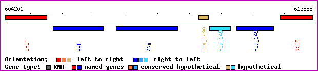 gene map