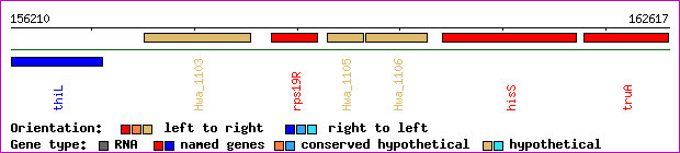 gene map
