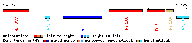gene map