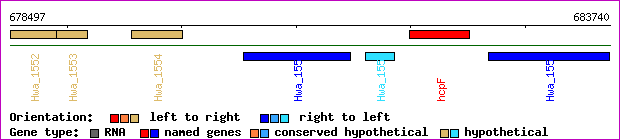 gene map