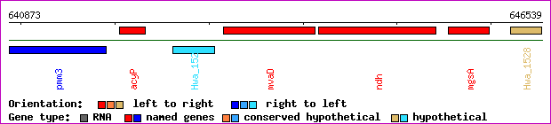 gene map