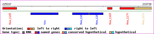 gene map