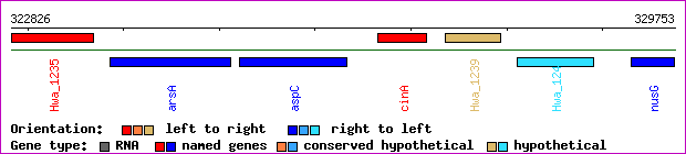gene map