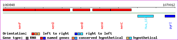 gene map
