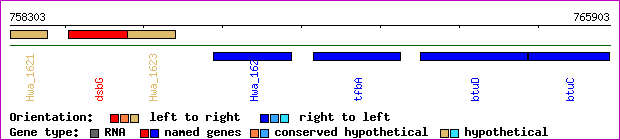gene map