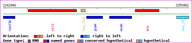 gene map
