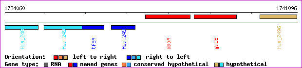 gene map