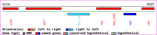 gene map