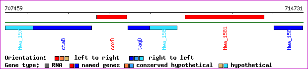 gene map