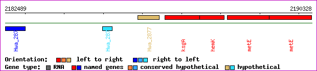 gene map