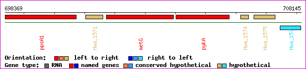 gene map