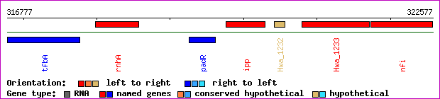 gene map