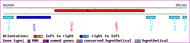 gene map