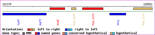 gene map