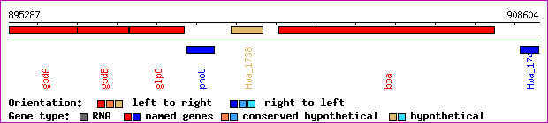 gene map