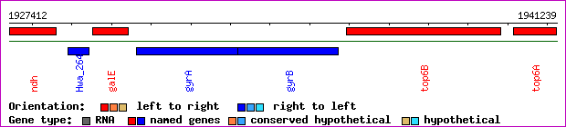 gene map