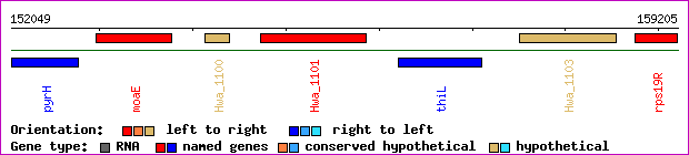 gene map