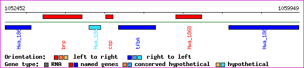 gene map