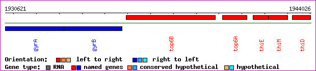 gene map