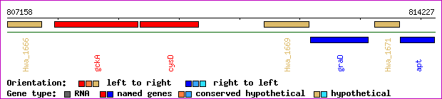 gene map
