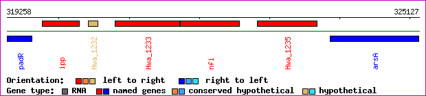 gene map