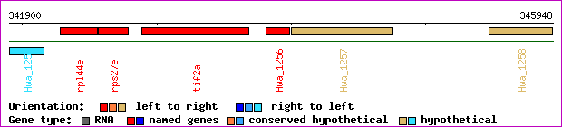 gene map