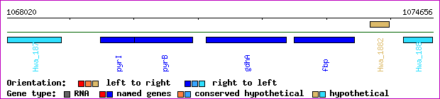 gene map