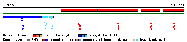 gene map