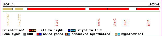 gene map