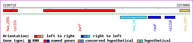 gene map