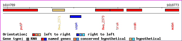 gene map
