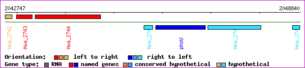 gene map
