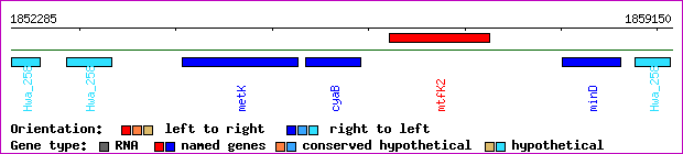 gene map