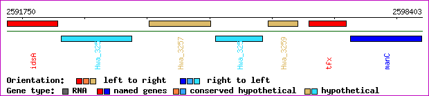 gene map
