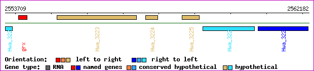 gene map