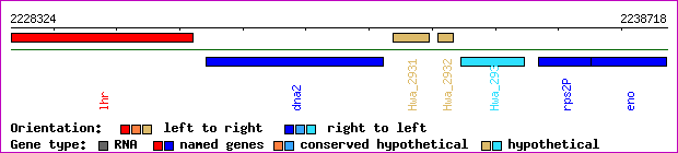 gene map