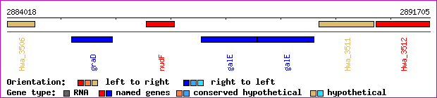 gene map
