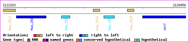 gene map