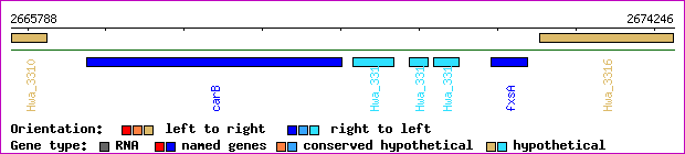 gene map