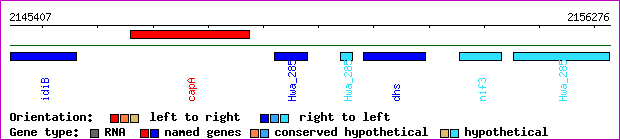 gene map