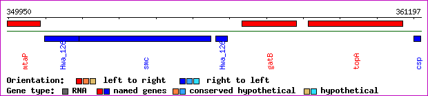 gene map