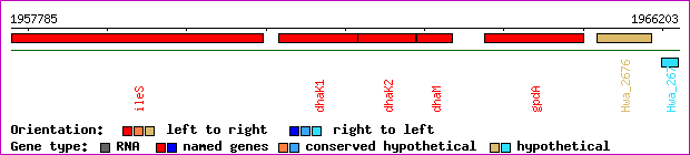 gene map