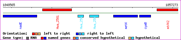 gene map