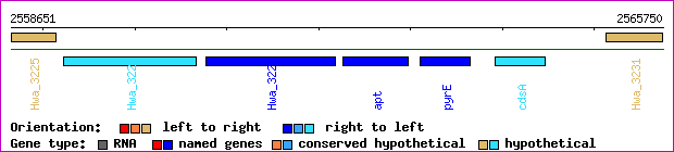 gene map