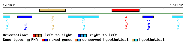 gene map