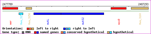 gene map