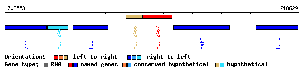 gene map