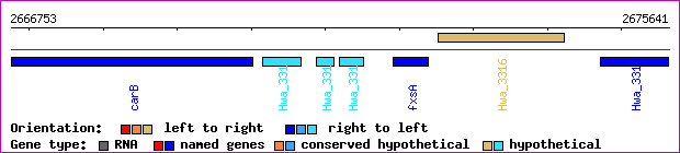 gene map