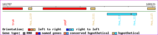 gene map